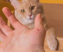 Kedi Tirmalama Hastaligi Cat Scratch Disease Csd Kediler Vetrehberi