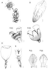 Image result for Euryops subcarnosus