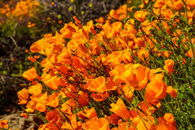 Our list includes 18 of the most beautiful in southern california. Orange Poppies Southern California Wild Flowers Outdoor Photographer