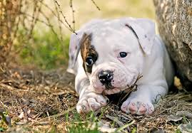 Registered, health tested, proven stock in both work and show adhering to breed standards, while also being excellent active companion dogs when trained properly. American Bulldog Dog Breed Information Temperament Health