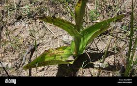 Image result for Satyrium trinerve
