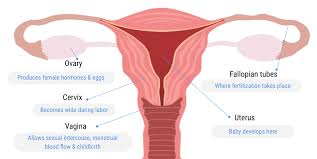 Female anatomy includes the external genitals, or the vulva, and the internal reproductive organs. Healthreflect India S Most Comprehensive Health Information Platform Healthreflect Com