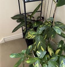 Rattlesnake plants are amongst my favorite as the leaves sprawl out during the day to catch the sun and stand up at night. Why Does My Calathea Have Brown Spots Planet Houseplant