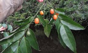 Image result for Olacaceae