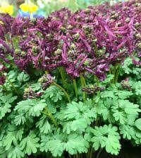 Image result for Corydalis