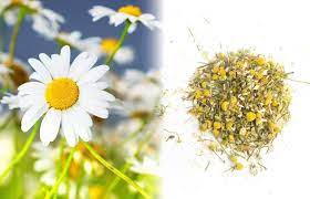 Please, bear that in mind: 10 Alternatives To Tobacco To Mix With Cannabis Sensi Seeds