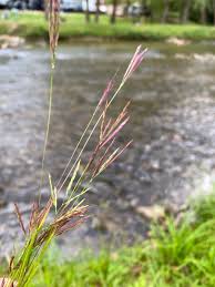 Image result for Arthraxon