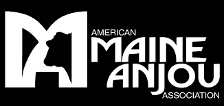 Maine Anjou Registration Info