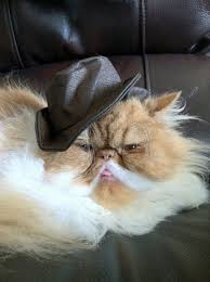 Check spelling or type a new query. Cats In Cowboy Hats Album On Imgur