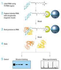 A variety of kits, systems, buffers, inhibitors, rna cap analogs, reagents, and solutions for use in experiments involving transcription and translation. Methods For Detecting Protein Rna Interactions Thermo Fisher Scientific De
