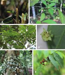 Image result for Phyllanthus hutchinsonianus
