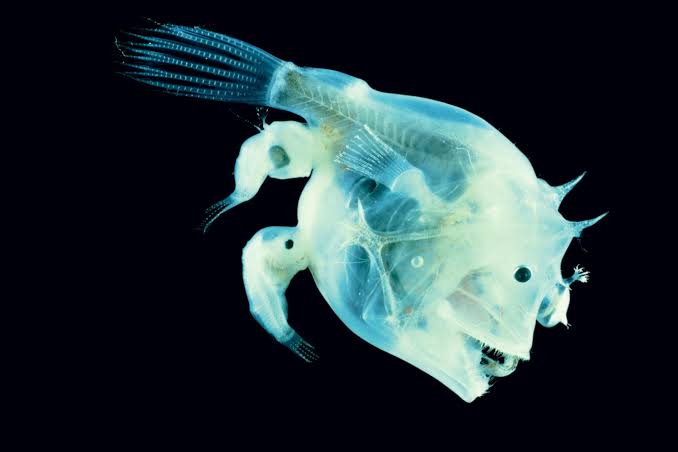 Haplophryne mollis, some female Ceratioid anglerfish have more than one male attached. 