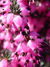 Erica Kramers Red Kramer S Red Spring Heather From Prides Corner Farms Red Springs Flowers Bloom