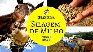 Cuidados Com A Silagem De Milho Para Seu Cavalo Youtube