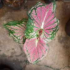 Namun motif yang ada di. Tanaman Hias Keladi Wayang Keladi Batik Keladi Wayang Merah Muda Terbaru Agustus 2021 Harga Murah Kualitas Terjamin Blibli