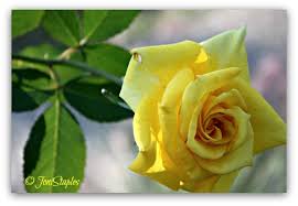 Cream color delicate yellow roses white roses milk and honey lemon chiffon edwardian rose cottage vanilla cream. Tuesday S Treasures The Color Of Friendship Rose King