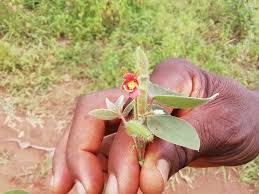 Image result for Chamaecrista wittei