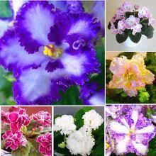 китайские интернет магазины на русском языке с бесплатной доставкой Pandao Internet Magazin Kitajskih Tovarov Tovary Iz Kitaya S Besplatnoj Dostavkoj V Rossiyu Sadovye Rasteniya Anyutiny Glazki Cvetushie Rasteniya