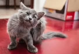 Can You Give A Cat Benadryl Petmd