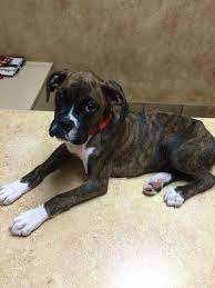 Lovely Brindle Pup W White Socks Yes Please Come Home With Me Boxer Puppies Boxer Dogs Boxer Breed