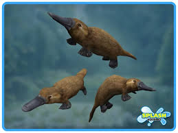 Platypus Swimming Images Platypus Swimming Contents Platypus Animals Swimming