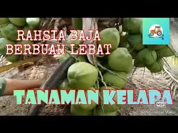 Gratis untuk komersial tidak perlu kredit bebas hak cipta. Rahsia Baja Kelapa Berbuah Lebat Tersangat Mudah Youtube