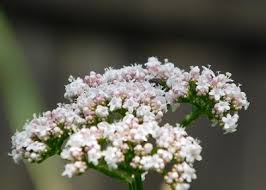 Special operatives valerian and laureline must race to identify the marauding menace and safeguard not just alpha, but the future of the universe. Garden Valerian Valeriana Officinalis Heirloom Gardener