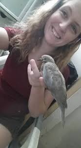 Mourning dove care and feeding guidance needed