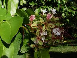 Image result for Intsia