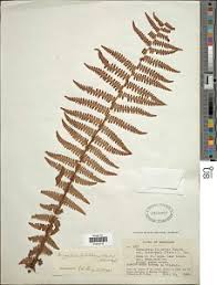 Image result for Megalastrum lanuginosum