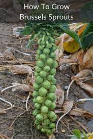 How To Grow Brussels Sprouts Brussel Sprout Plant Sprouts Brussel Sprouts