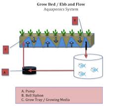 Aquaponics System Overview Types Materials Farmer Scion