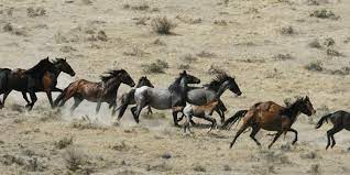 Blm Says They Won T Kill Wild Horses In Western States To Control Growing Population Northwest Public Broadcasting
