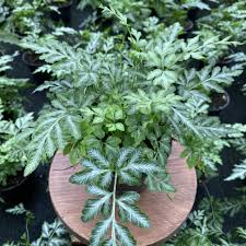 Image result for Pteris