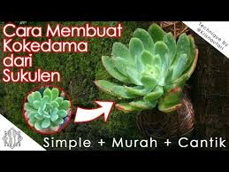 Cara Menanam Sukulen Dengan Teknik Kokedama Youtube Sukulen Menanam Kaktus