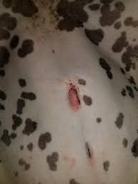Check spelling or type a new query. Is My Dogs Spayed Incision Infected Petcoach