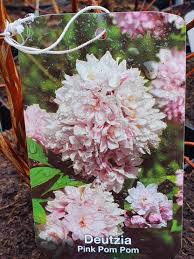 Image result for Deutzia hybrida Pink Pompon