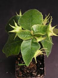 Image result for Dorstenia cuspidata