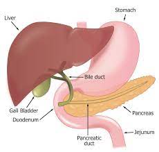 Pancreas helps in breaking down fats and carbohydrates. Anatomy Of Pancreas And Liver Anatomy Drawing Diagram