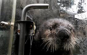 Experience the aquarium in a whole new way. Rialto Grows Up Once Near Death Rescued Sea Otter Now Approaching Adult Weight The Seattle Times