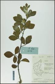 Image result for Flemingia grahamiana