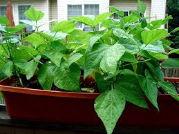 Best containers for growing green beans green beans need at least an 8″ container. Growing French Beans How To Grow Green Beans In Pot Beans