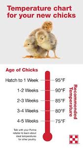 Pin On Chicken S