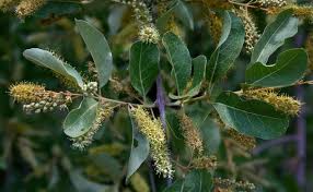 Image result for Combretum