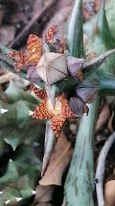 Image result for Anisopappus kirkii