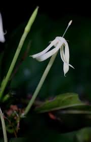 Image result for Oxyanthus speciosus