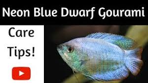 So i have had my 80 litre (roughly 17.5 gallon) tank for a few weeks now and my first fish; Neon Blue Dwarf Gourami Care Tips Youtube