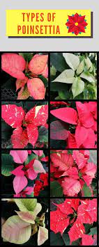 Poinsettia The Christmas Flower Giftblooms Resource Guide Poinsettia Poinsettia Flower Types Of Flowers