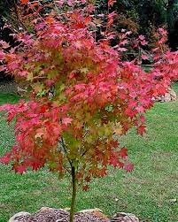 Satsuki Beni Japanese Maple 3 Gallon 30 36 Ht Japanese Maples Buy Plants Online Japanese Maple Tree Japanese Maple Varieties Garden Japanese