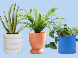 We did not find results for: 23 Affordable Indoor Planters We Love Architectural Digest